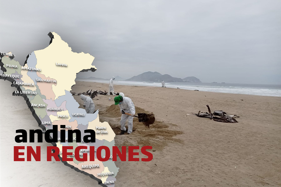 Andina en Regiones: levantan 300 cadáveres de pelícanos en Samanco